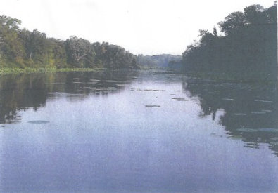 Schools of Shad North End 2007